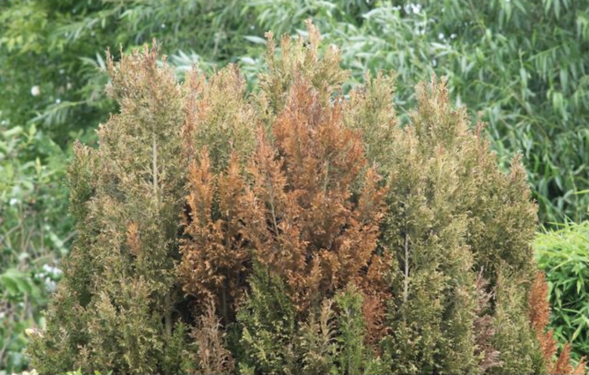 A conifer hedge, half green and half rust-brown with dieback